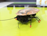 Ливанов предложил наладить производство роботов-тараканов для детей