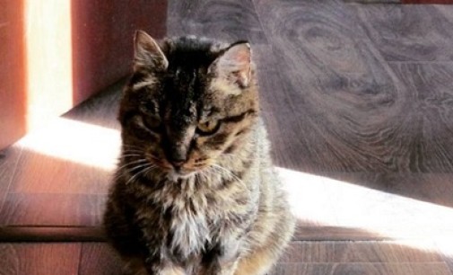 Кошка Матроска из Владивостока снова украла еду