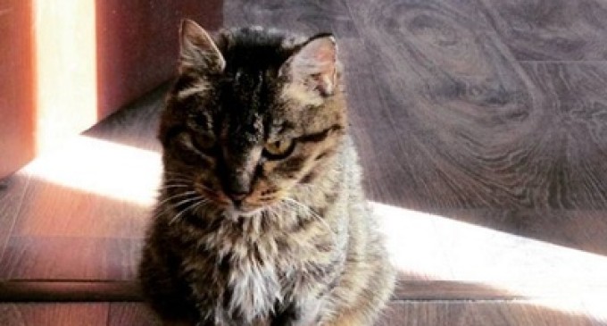 Кошка Матроска из Владивостока снова украла еду