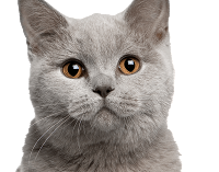 Эрмитажных котов включили в британский рейтинг необычных достопримечательностей