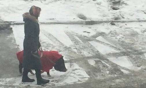Челябинская старушка каждый день выгуливает гигантского хряка