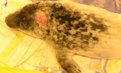 Жители Приморска спасли тюлененка