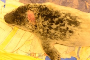 Жители Приморска спасли тюлененка