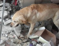 Собака отдала свою жизнь за спасение 7 жертв землетрясения в Эквадоре