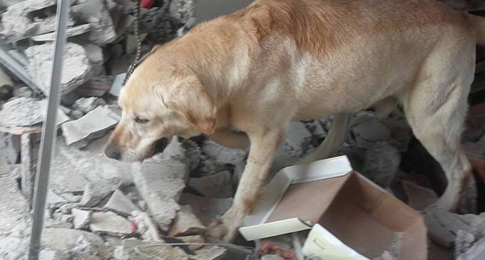 Собака отдала свою жизнь за спасение 7 жертв землетрясения в Эквадоре