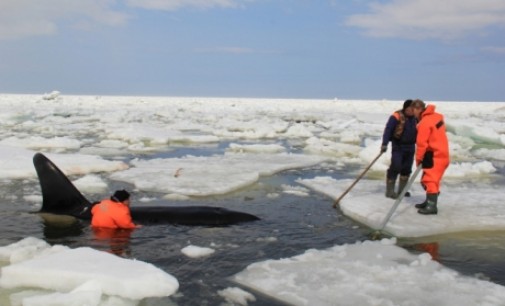 На Сахалине спасли косаток, зажатых во льдах