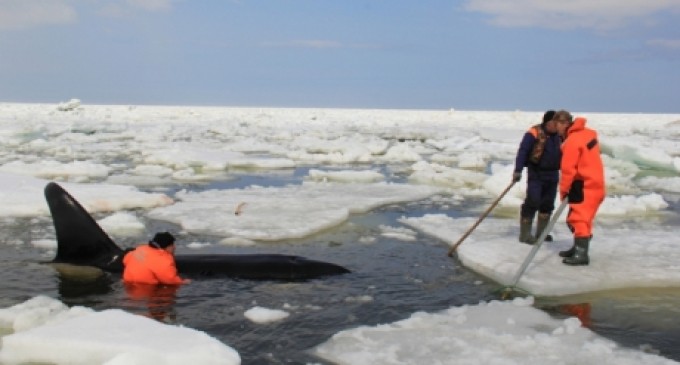 На Сахалине спасли косаток, зажатых во льдах