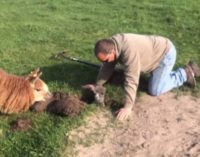 В США фермер спас застрявшего в земле детеныша альпаки