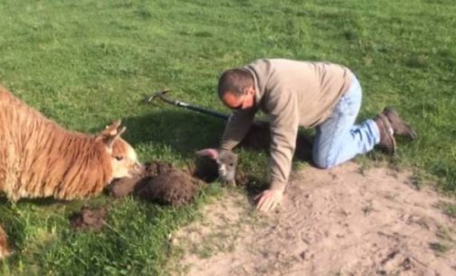 В США фермер спас застрявшего в земле детеныша альпаки