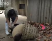 Две вредные панды не дают женщине убирать листву