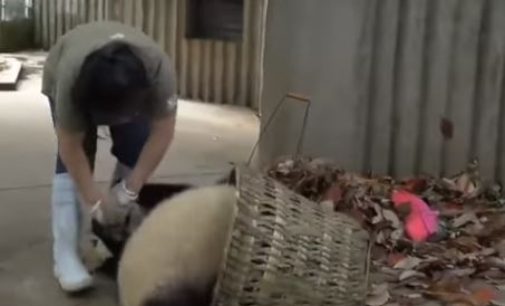 Две вредные панды не дают женщине убирать листву