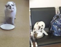 Кот-путешественник обрёл новую семью