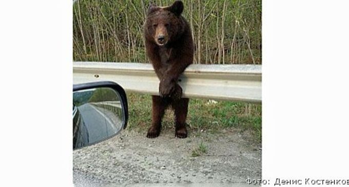 На Камчатке объявился медведь-фотомодель
