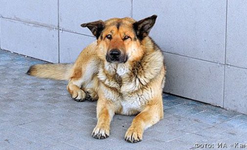 Бездомный пес из камчатского аэропорта стал российской знаменитостью
