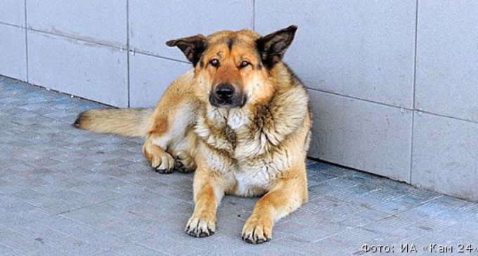 Бездомный пес из камчатского аэропорта стал российской знаменитостью
