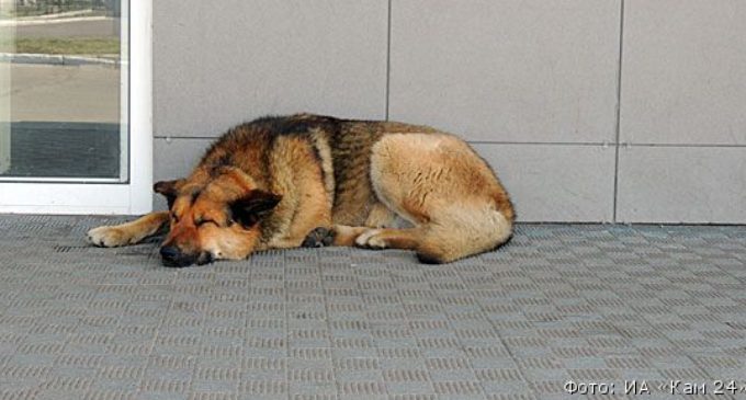 Рыжий пес из аэропорта нашел нового хозяина там, где потерял прежнего