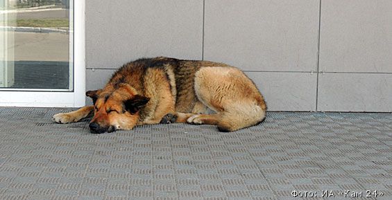 Рыжий пес из аэропорта нашел нового хозяина там, где потерял прежнего