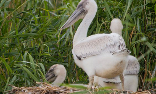 Энтузиасты в Челябинской области собирают деньги на плавучее гнездо для пеликанов