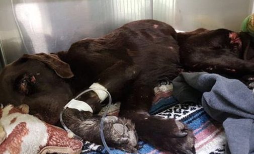 В Канаде спасли просидевшую 27 дней в колодце собаку