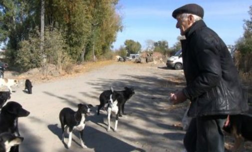 Пенсионер своими силами спасает бездомных собак