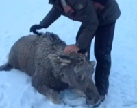 Алтайский рыбак вытащил из Оби тонущего лося