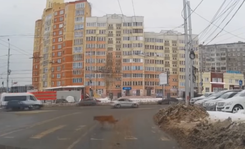 В Тюмени собаки прекрасно знают правила дорожного движения