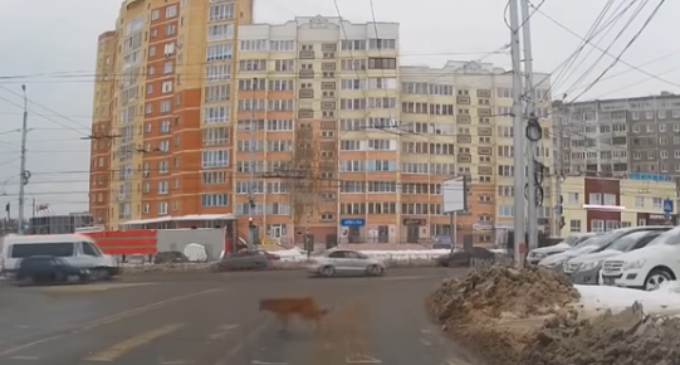 В Тюмени собаки прекрасно знают правила дорожного движения