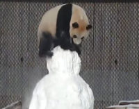 В Торонто панда подралась со снеговиком