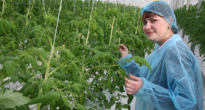 Екатеринбургские студенты придумали летающего «фермера», который будет следить за урожаем
