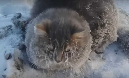Супруги из Челябинской области спасли вмерзшего в лед кота