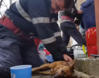 Пожарный спас собаку, сделав ей искусственное дыхание