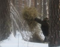 Голодных косуль спасают в Кудряшовском бору