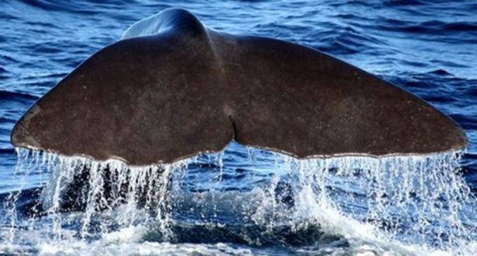 Самый китолюбивый день в году…