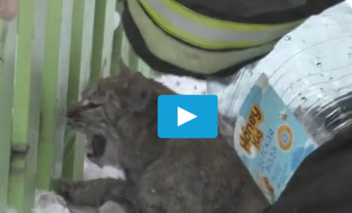 Орловские пожарные реанимировали надышавшегося дымом кота