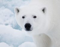 Программа «Белый медведь». Исследования в 2020 году продолжались вопреки пандемии