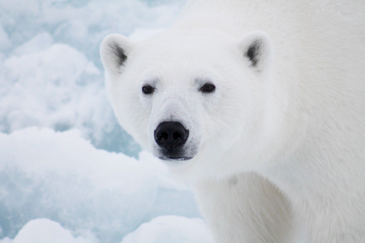 Программа «Белый медведь». Исследования в 2020 году продолжались вопреки пандемии