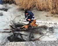 На Житомирщине спасатели достали из ледяной воды собаку