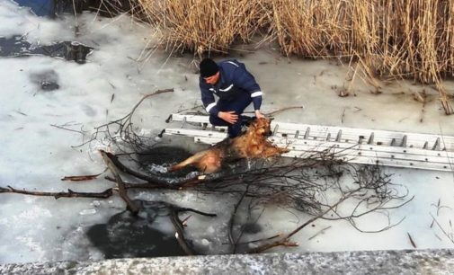 На Житомирщине спасатели достали из ледяной воды собаку