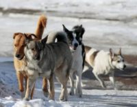 В Твери собаки помогли спасти человека