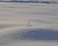 На Ямале ребенка спасли из снежной воронки