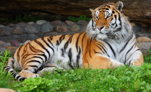 «По следам Амурского тигра» в Хабаровском крае прошли граждане 17 стран
