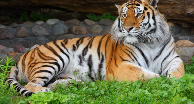 «По следам Амурского тигра» в Хабаровском крае прошли граждане 17 стран