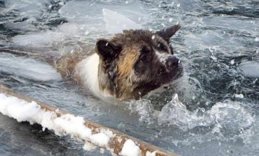 Спасатели сняли испуганного пса со льдины