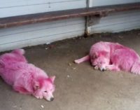 В Краснодарском крае зоозащитники спасли розовых собак
