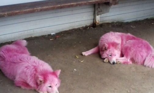 В Краснодарском крае зоозащитники спасли розовых собак