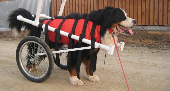 Екатеринбуржец смастерил инвалидную коляску своему псу-гиганту, у которого отнялись лапы
