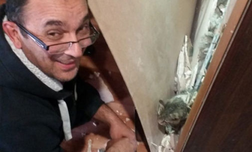 В Екатеринбурге посетители кафе спасли кошку, которая провалилась в стену