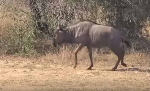 Два бегемота напали на крокодила, чтобы спасти антилопу