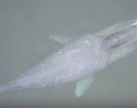 Лидер «Сансары» участвует в спасении 13-метрового кита, застрявшего на мелководье на Дальнем Востоке