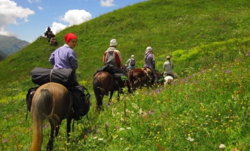 В Архангельске будут развивать конный туризм